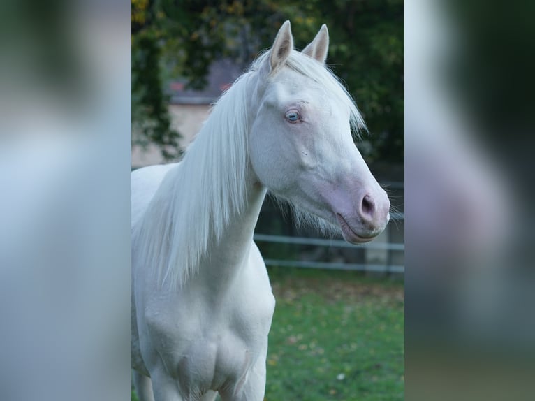 German Riding Pony Gelding 1 year 14,1 hh Cremello in Gro&#xDF;p&#xF6;sna