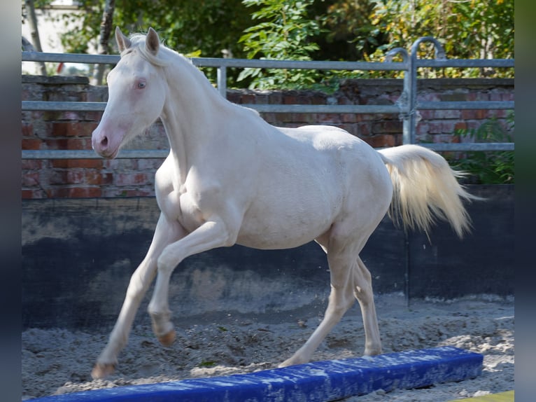 German Riding Pony Gelding 1 year 14,1 hh Cremello in Gro&#xDF;p&#xF6;sna