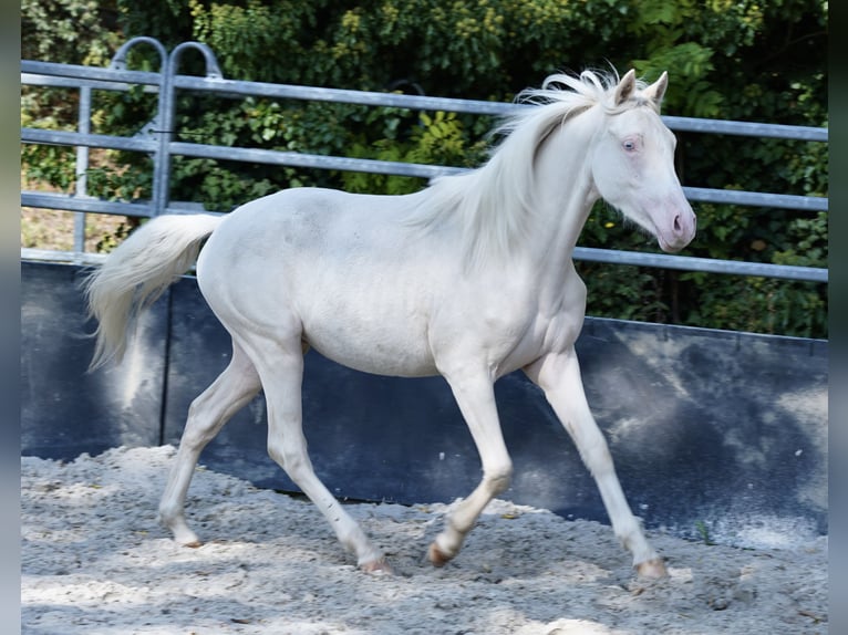 German Riding Pony Gelding 1 year 14,1 hh Cremello in Gro&#xDF;p&#xF6;sna