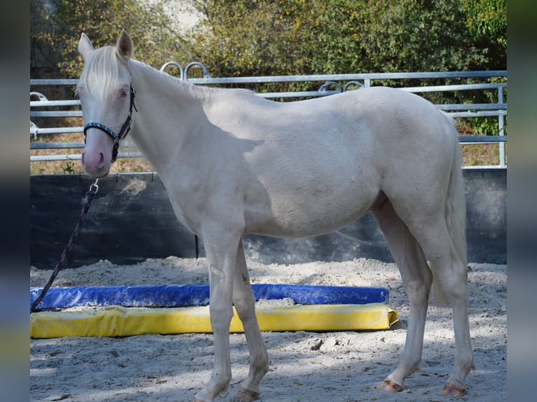 German Riding Pony Gelding 1 year 14,1 hh Cremello in Gro&#xDF;p&#xF6;sna