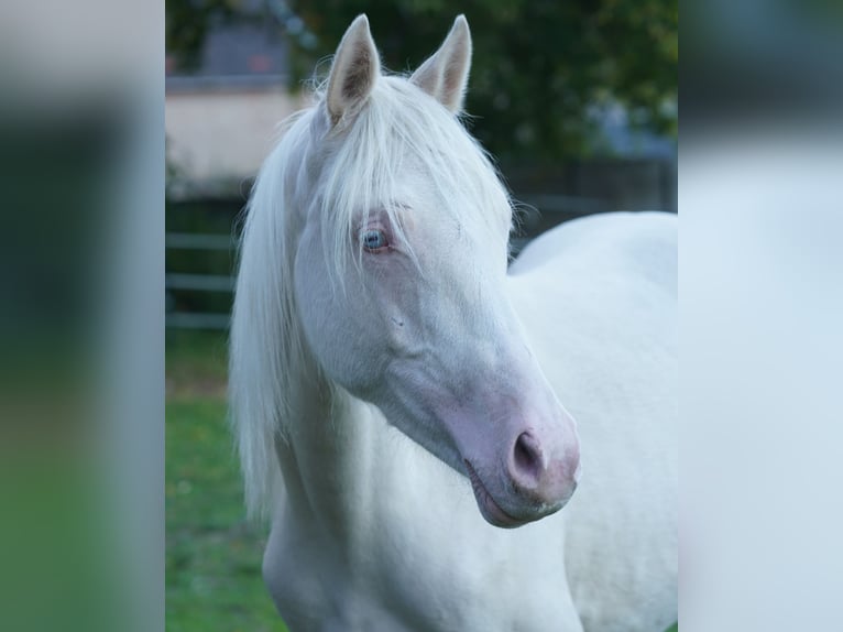 German Riding Pony Gelding 1 year 14,1 hh Cremello in Gro&#xDF;p&#xF6;sna