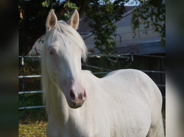 German Riding Pony Gelding 1 year 14,1 hh Cremello in Gro&#xDF;p&#xF6;sna