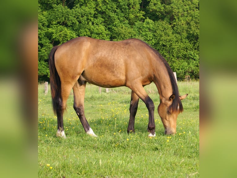 German Riding Pony Gelding 1 year 14,2 hh Buckskin in Velpke