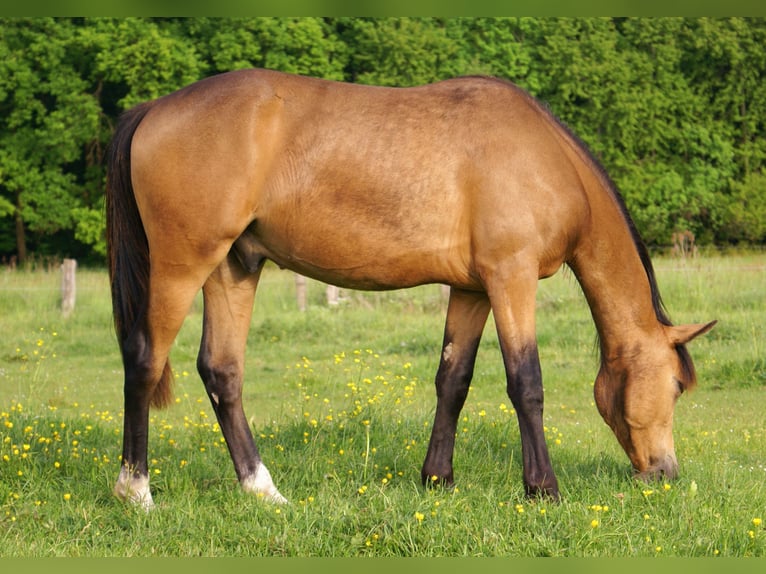 German Riding Pony Gelding 1 year 14,2 hh Buckskin in Velpke