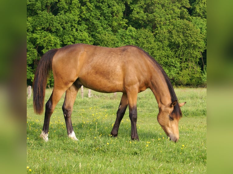 German Riding Pony Gelding 1 year 14,2 hh Buckskin in Velpke