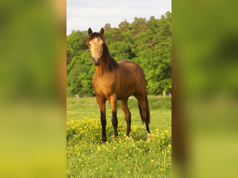 German Riding Pony Gelding 1 year 14,2 hh Buckskin in Velpke