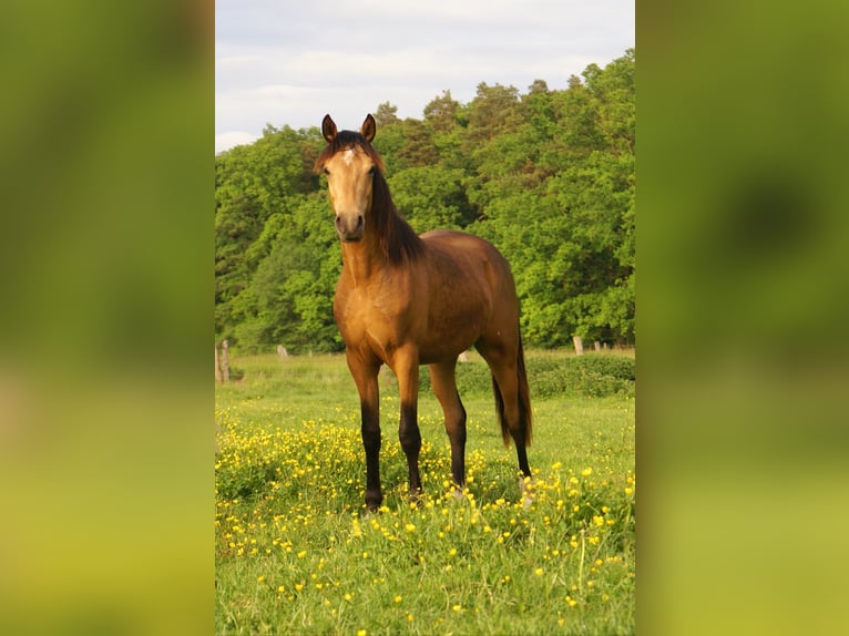 German Riding Pony Gelding 1 year 14,2 hh Buckskin in Velpke