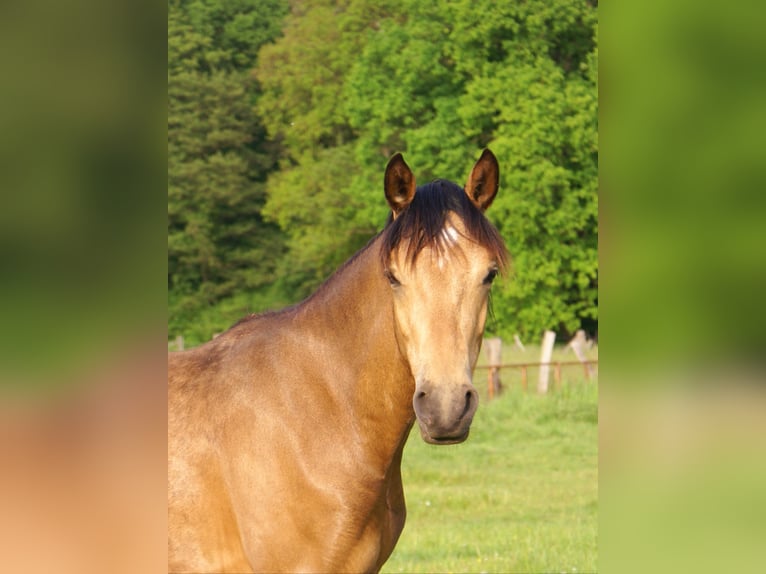 German Riding Pony Gelding 1 year 14,2 hh Buckskin in Velpke