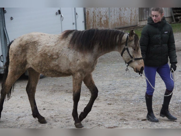 German Riding Pony Mix Gelding 1 year 15,1 hh Dun in Buchen (Odenwald)