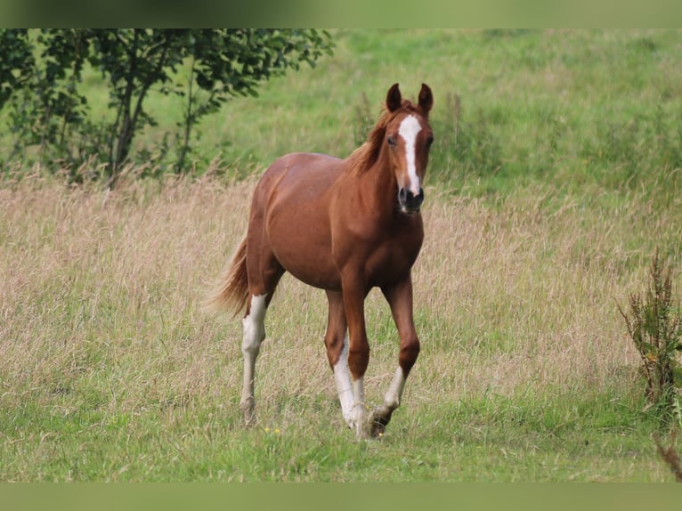 German Riding Pony Gelding 1 year 15,2 hh Chestnut-Red in Oelixdorf