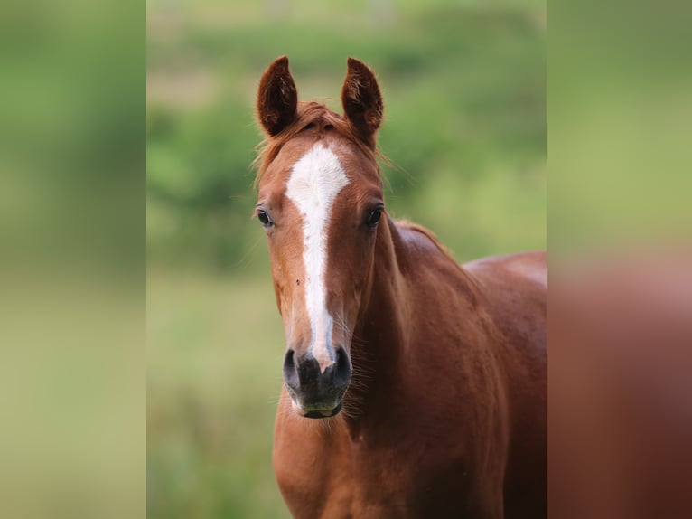 German Riding Pony Gelding 1 year 15,2 hh Chestnut-Red in Oelixdorf