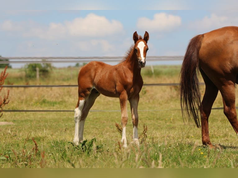 German Riding Pony Gelding 1 year 15,2 hh Chestnut-Red in Oelixdorf