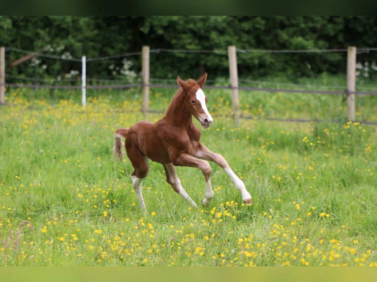 German Riding Pony Gelding 1 year 15,2 hh Chestnut-Red in Oelixdorf