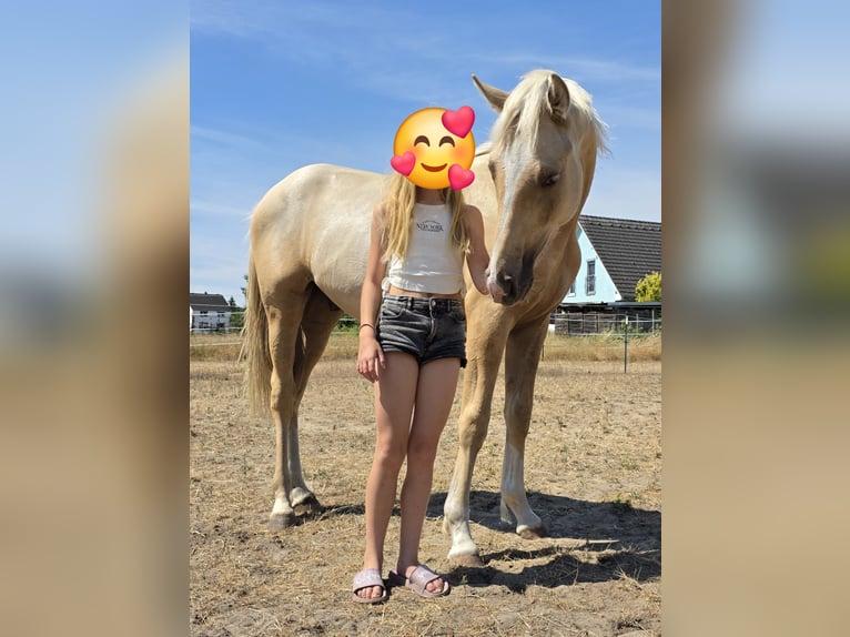 German Riding Pony Gelding 1 year 15,2 hh Palomino in Spreenhagen