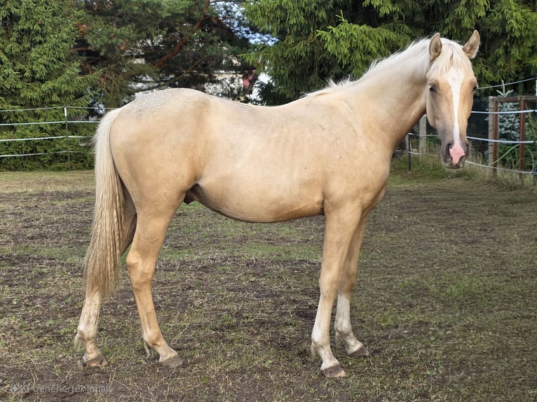 German Riding Pony Gelding 1 year 15,2 hh Palomino in Spreenhagen