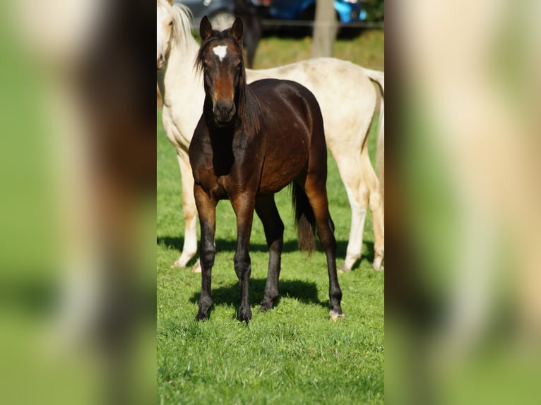 German Riding Pony Gelding 1 year Bay-Dark in Damme