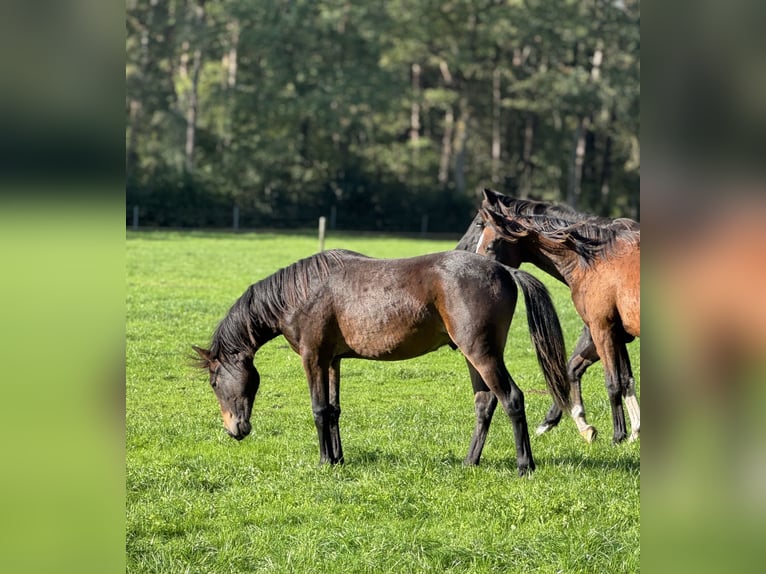 German Riding Pony Gelding 1 year Bay-Dark in Damme
