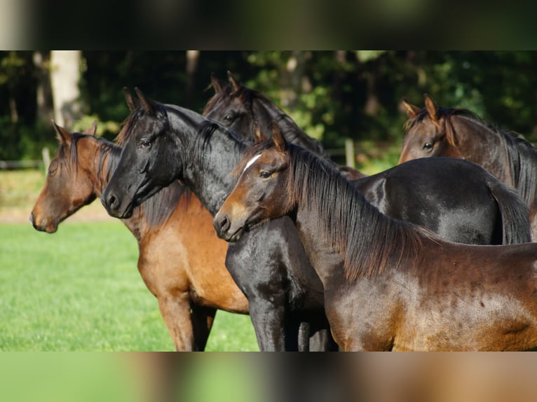 German Riding Pony Gelding 1 year Bay-Dark in Damme