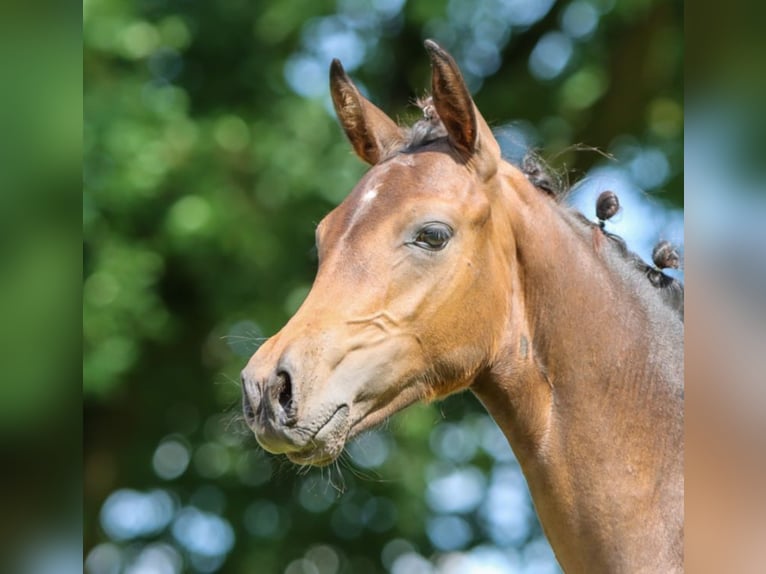 German Riding Pony Gelding 1 year Brown in Ritterhude