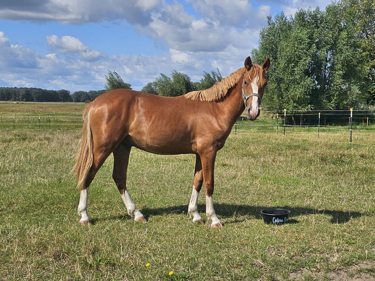 German Riding Pony Gelding 1 year Chestnut-Red in Lübz