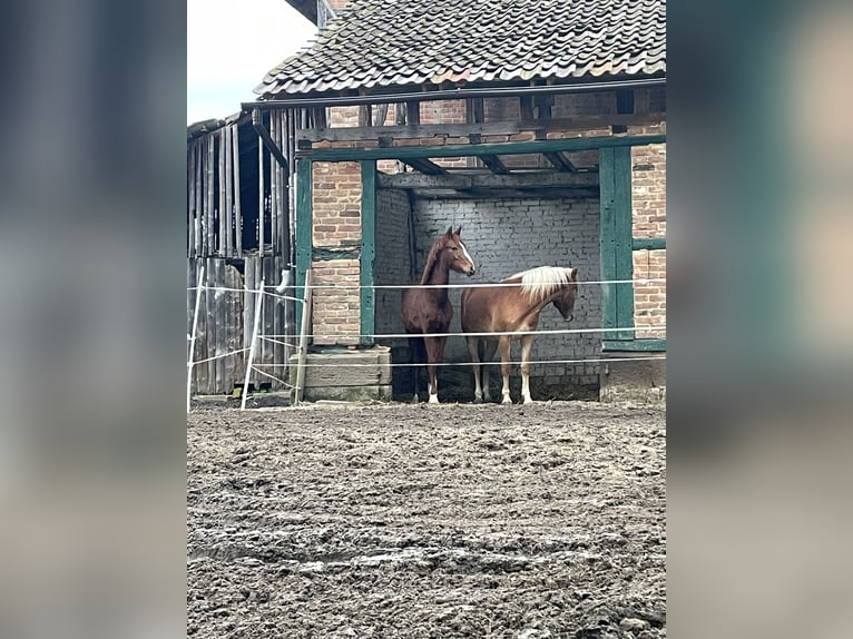 German Riding Pony Gelding 1 year Chestnut-Red in Fritzlar