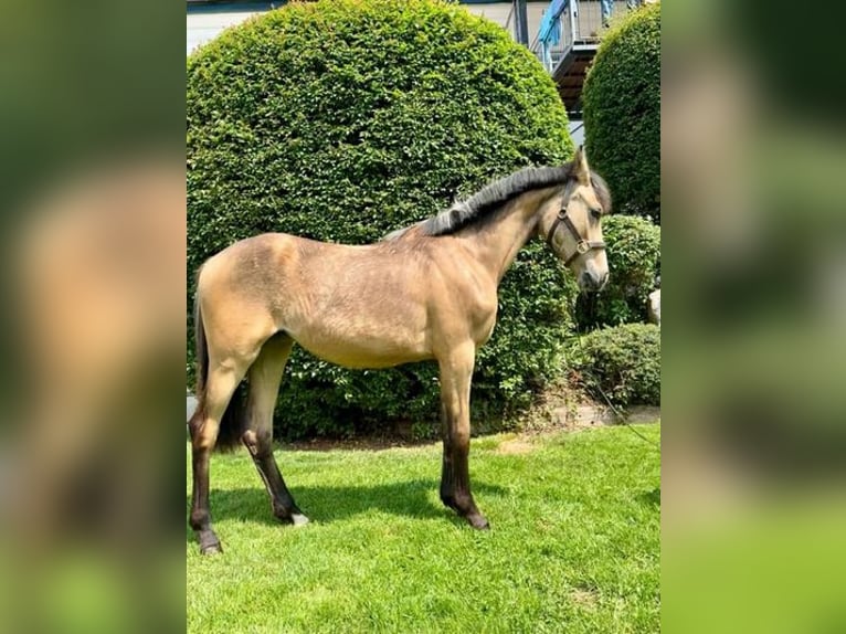 German Riding Pony Gelding 1 year Dun in Zangberg