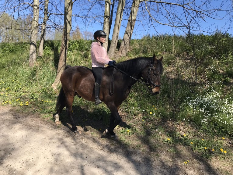 German Riding Pony Mix Gelding 20 years 13,1 hh Bay-Dark in Brook