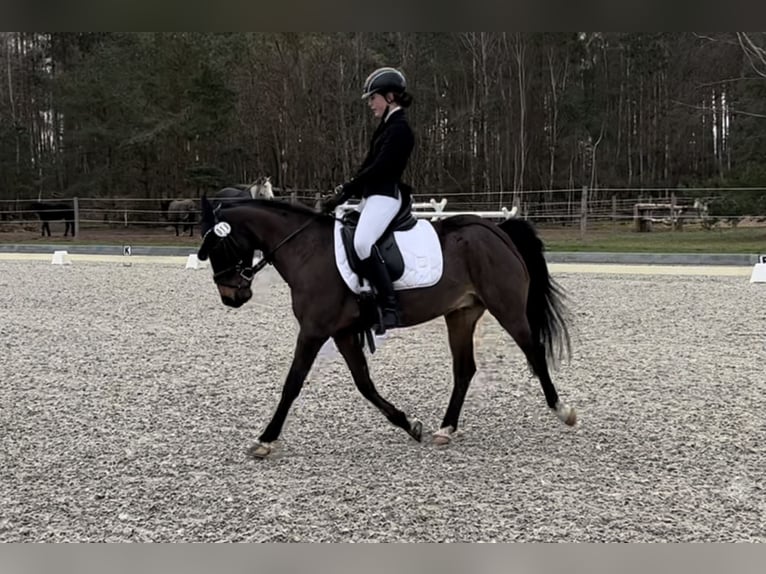 German Riding Pony Mix Gelding 20 years 13,1 hh Bay-Dark in Brook