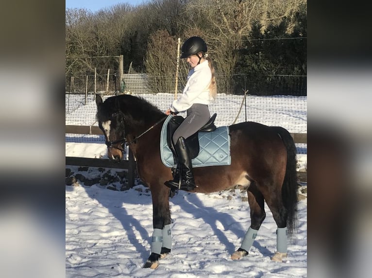 German Riding Pony Mix Gelding 20 years 13,1 hh Bay-Dark in Brook