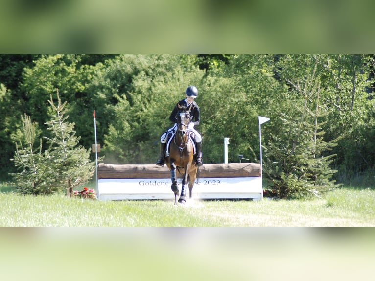 German Riding Pony Mix Gelding 20 years 13,1 hh Bay-Dark in Brook