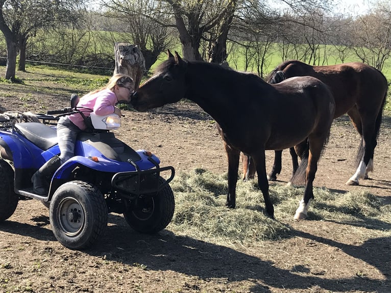 German Riding Pony Mix Gelding 20 years 13,1 hh Bay-Dark in Brook