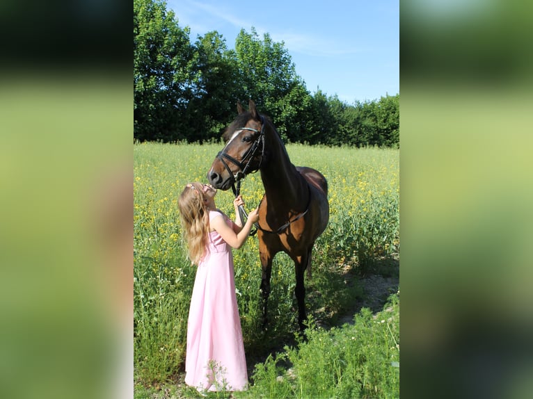 German Riding Pony Mix Gelding 20 years 13,1 hh Bay-Dark in Brook