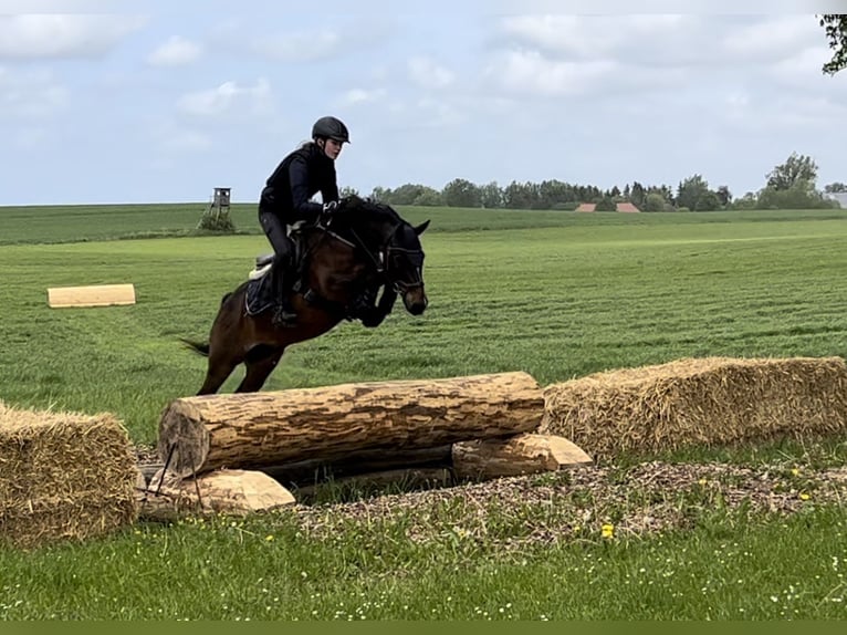 German Riding Pony Mix Gelding 20 years 13,1 hh Bay-Dark in Brook