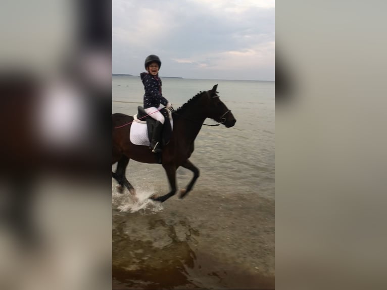 German Riding Pony Mix Gelding 20 years 13,1 hh Bay-Dark in Brook