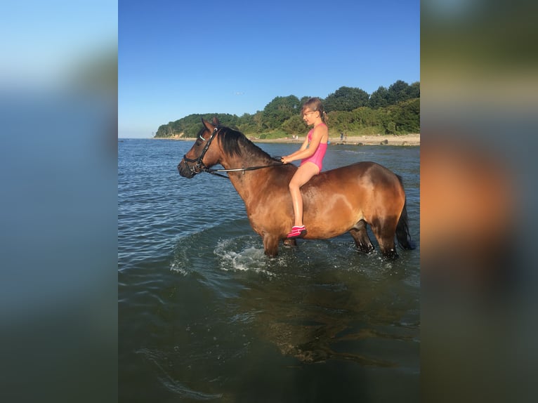 German Riding Pony Mix Gelding 20 years 13,1 hh Bay-Dark in Brook