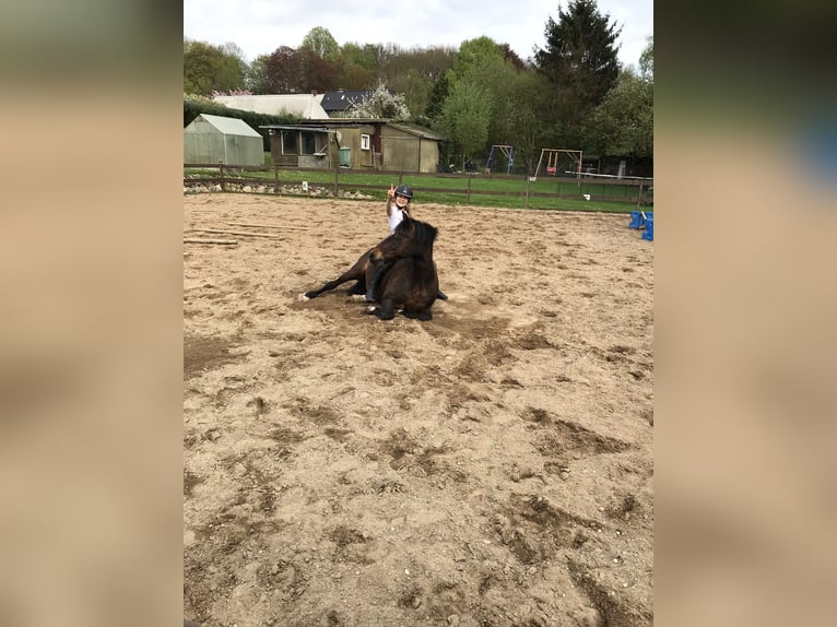 German Riding Pony Mix Gelding 20 years 13,1 hh Bay-Dark in Brook