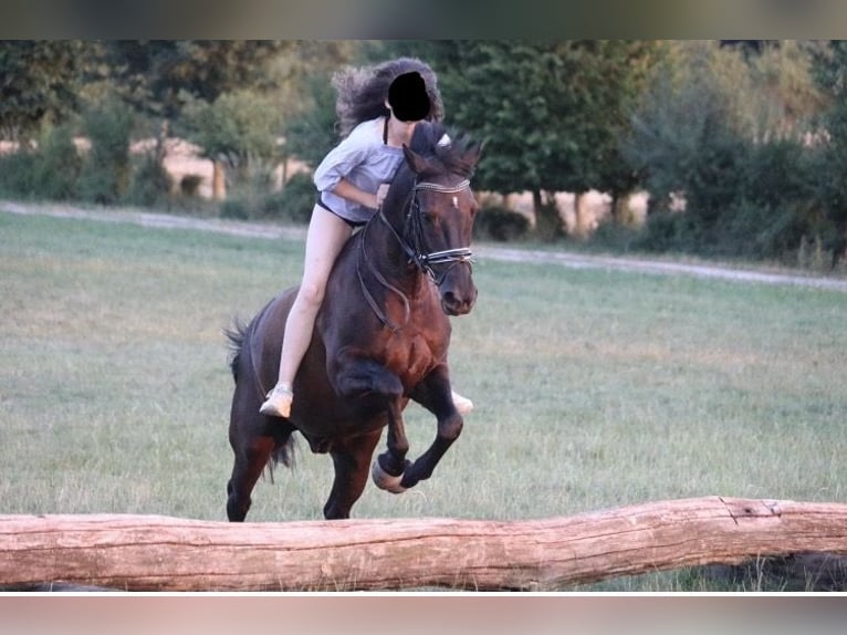 German Riding Pony Gelding 20 years 14,1 hh Black in Altena