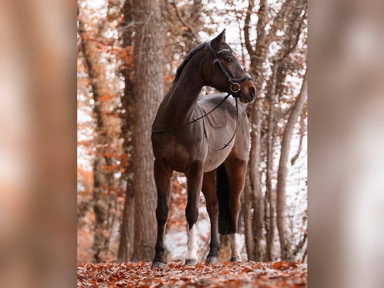 German Riding Pony Gelding 20 years 14,2 hh Bay-Dark in Schwanau Wittenweier