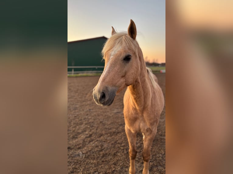 German Riding Pony Mix Gelding 20 years 14 hh Palomino in Lippstadt