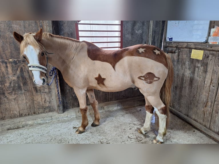 German Riding Pony Mix Gelding 20 years 14,1 hh Chestnut-Red in Osdorf German Riding Pony Mix Gelding 20 years 14,1 hh Chestnut-Red in Osdorf