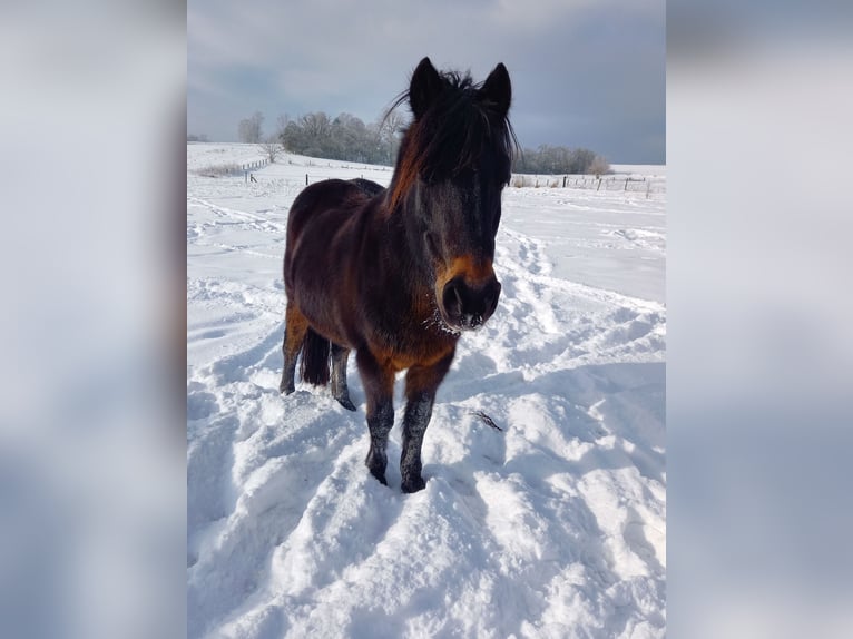 German Riding Pony Mix Gelding 21 years 13,1 hh Bay-Dark in Stadtallendorf