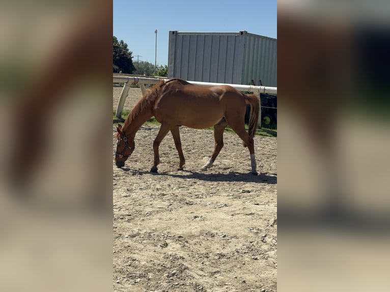 German Riding Pony Gelding 21 years 14.2 hh Chestnut-Red in Bentwisch
