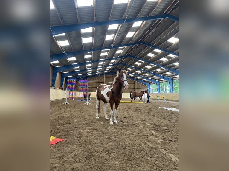 German Riding Pony Gelding 22 years 13.1 hh Pinto in Bönningstedt