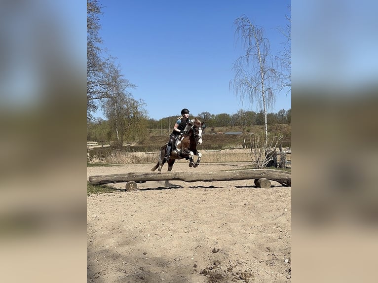 German Riding Pony Gelding 22 years 13.1 hh Pinto in Bönningstedt