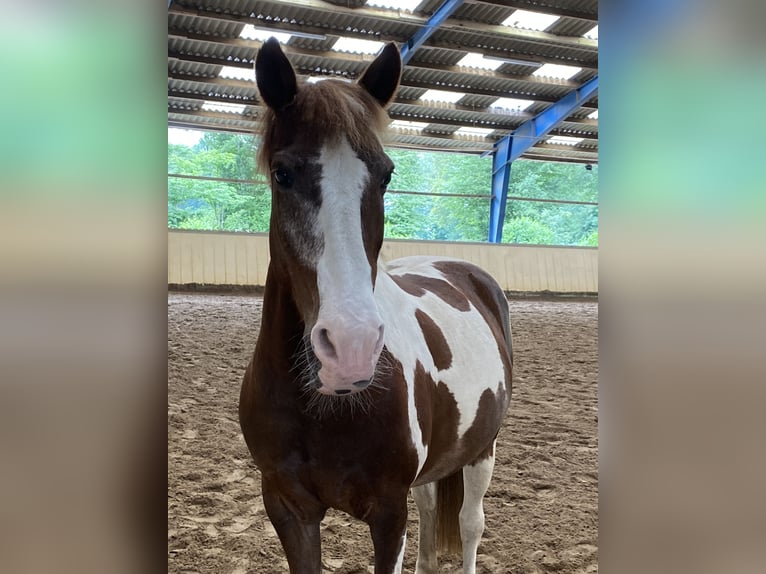 German Riding Pony Gelding 22 years 13.1 hh Pinto in Bönningstedt
