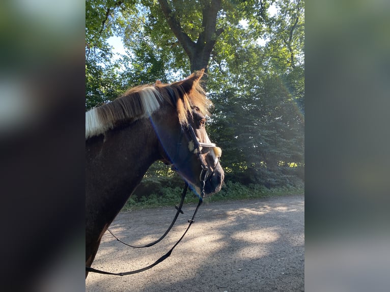 German Riding Pony Gelding 22 years 13.1 hh Pinto in Bönningstedt