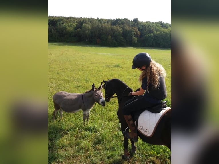 German Riding Pony Mix Gelding 22 years 14 hh Black in Karlsruhe