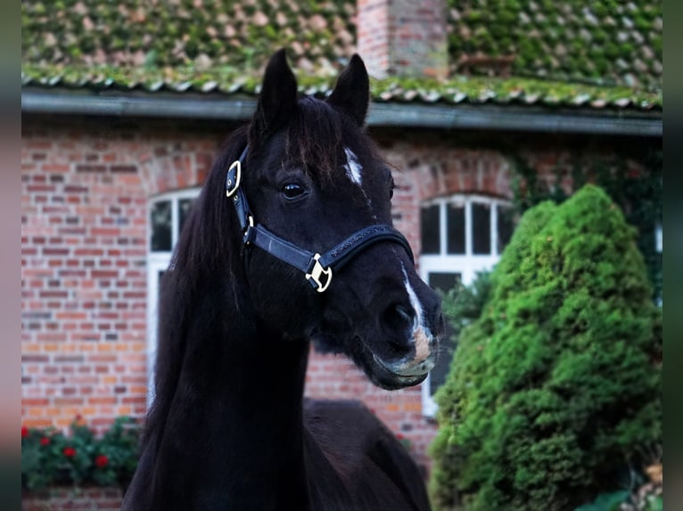 German Riding Pony Gelding 23 years 15,1 hh Black in Stöckse
