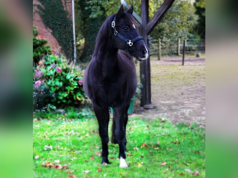 German Riding Pony Gelding 23 years 15,1 hh Black in Stöckse