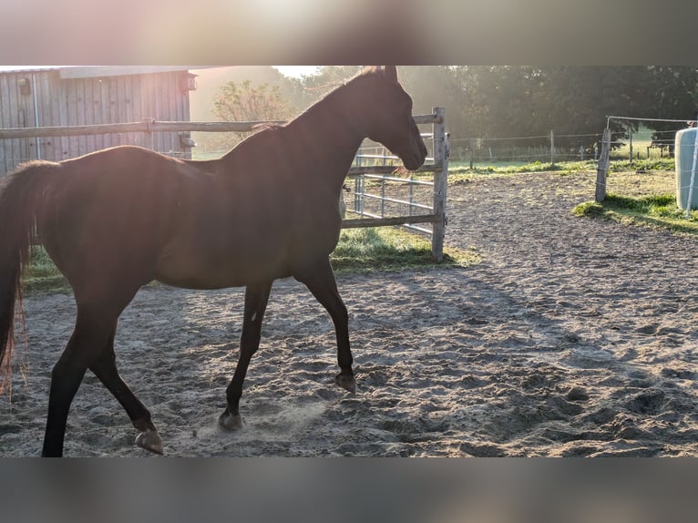 German Riding Pony Gelding 24 years 14,1 hh Bay-Dark in Hummelfeld